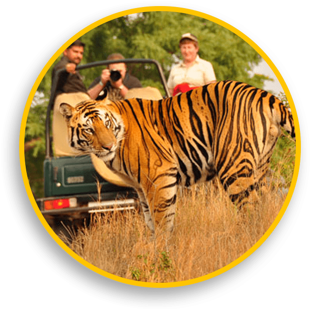 Tiger Safaris in Mudumalai